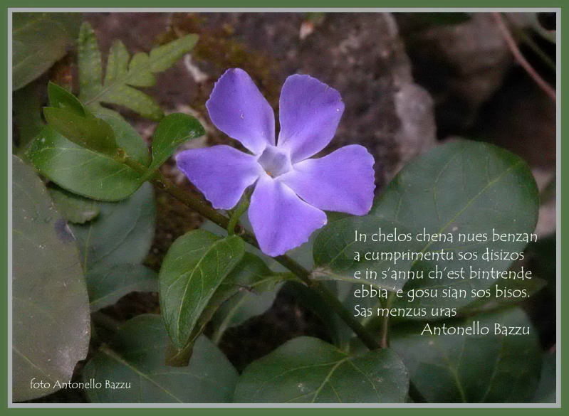 Auguri di Buone Feste